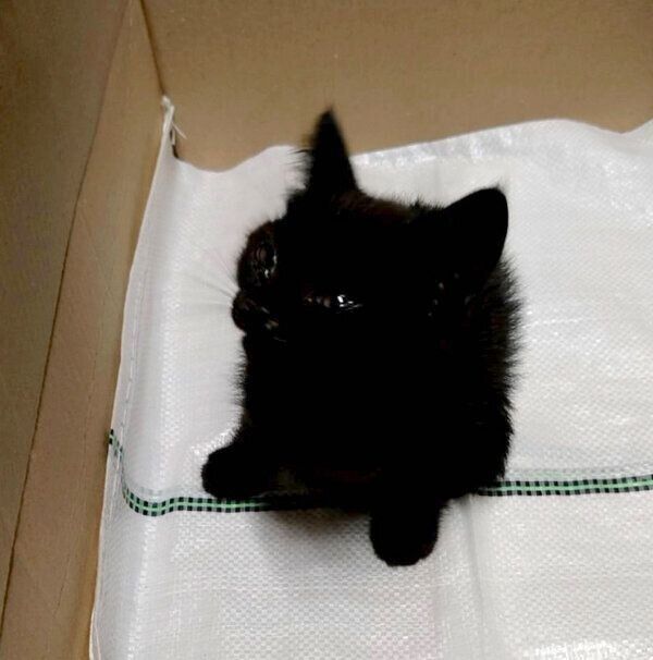 保護当時のむーたん