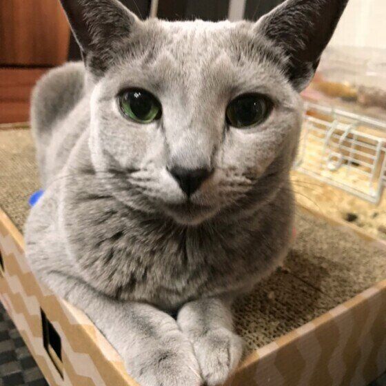 見つめるロシアンブルー