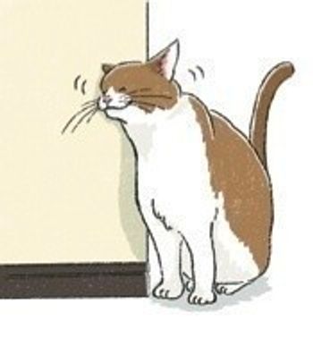 獣医師監修 猫の性別 猫種 毛柄による違い 特徴や性格 お世話方法 ねこのきもちweb Magazine 獣医師監修 猫の性別 猫種 毛柄による違い 特徴や性格 お世話方法 ねこのきもちweb Magazine
