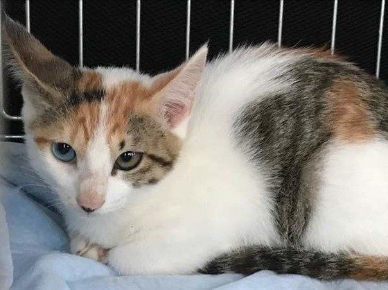 ねこのきもち投稿写真ギャラリー