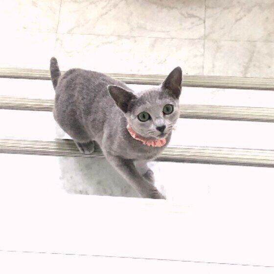 ロシアンブルーのリリーちゃん