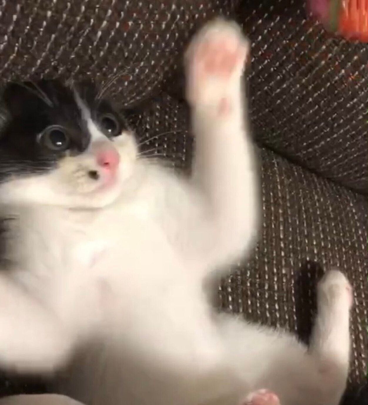 おもちゃで遊ぶらんちゃん