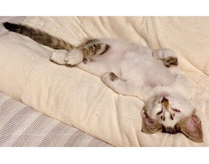 家に来て10日とは思えないリラックスっぷりを見せるブキくん