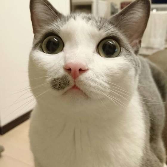 まんまるお目めの猫