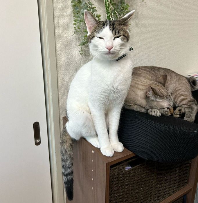 クッションの順番待ちをするベンツちゃん