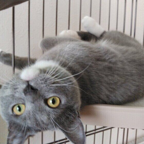 ケージでくつろぐ猫