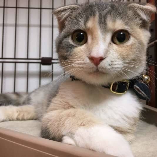 カメラ目線のスコティッシュフォールドはなちゃん
