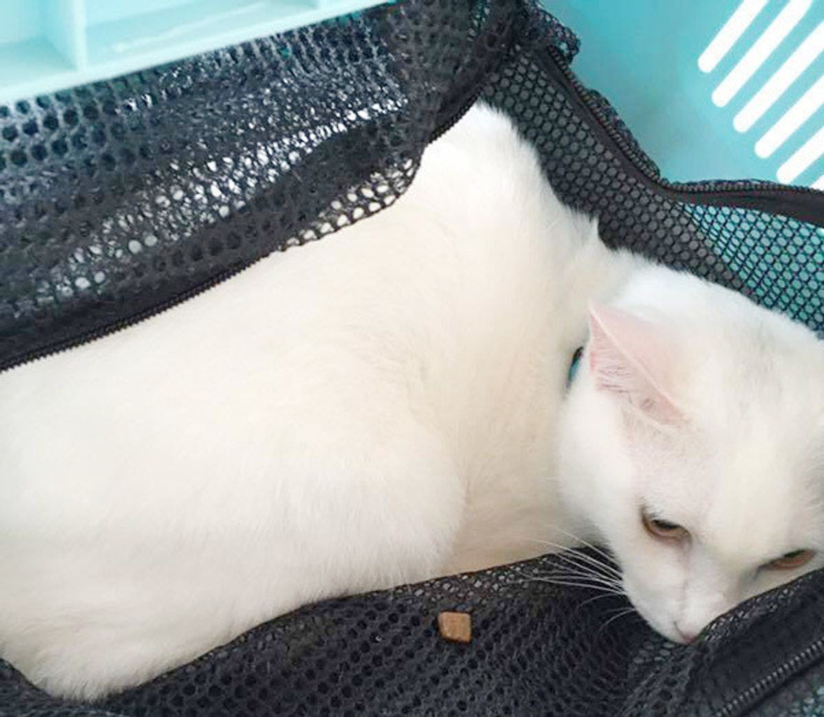 飼い主さんもヒヤリッ 愛猫がキャリーケース嫌いで悲惨なことに ねこのきもちweb Magazine 飼い主さんもヒヤリッ 愛猫がキャリーケース嫌いで悲惨なことに ねこのきもちweb Magazine