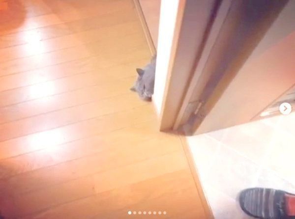 飼い主さんをストーカーするエキゾチックショートヘア