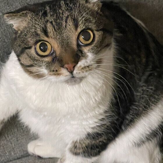 上目づかいのマンチカン