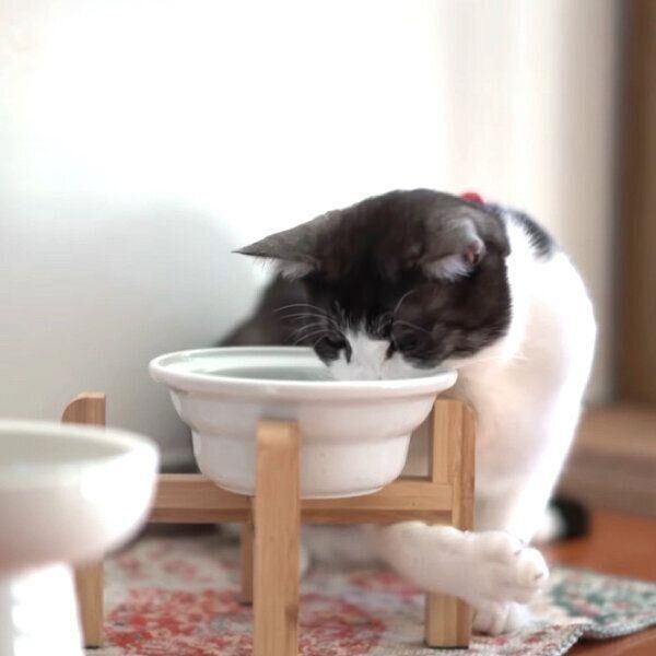 クセのある水の飲み方をするグランくん