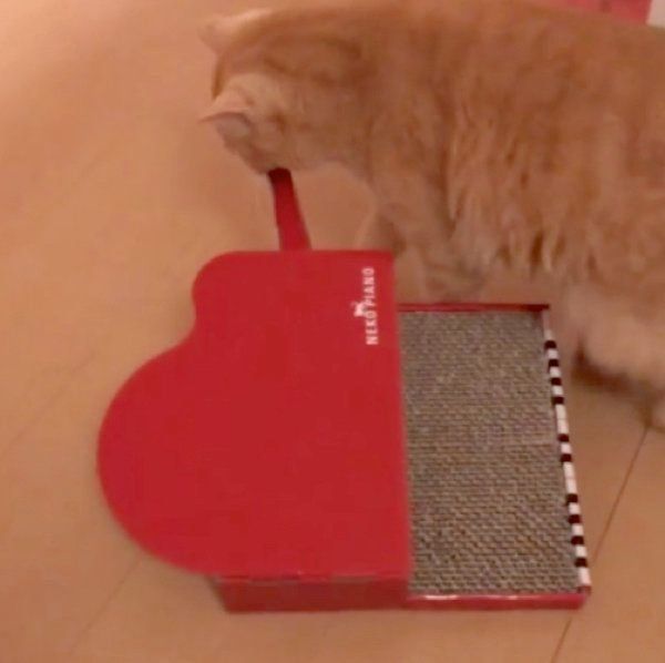 爪とぎ器で遊ぶ猫