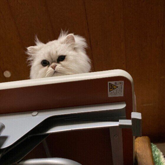 見つめるペルシャ