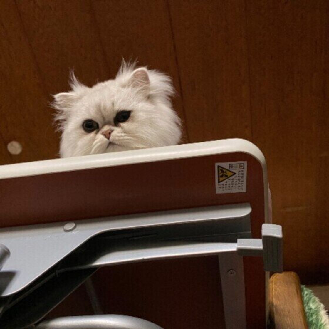怖がっている 猫が見せるサインは 突然怯えるようになるのには原因も ねこのきもちweb Magazine 怖がっている 猫が見せるサインは 突然怯えるようになるのには原因も ねこのきもちweb Magazine