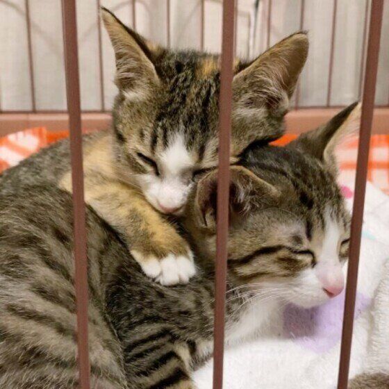 仲良しカップルプリンちゃんとアランくん