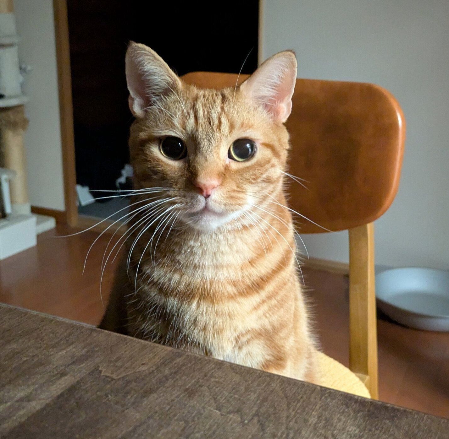 飼い主さんのそばにやってきたぼんちゃん