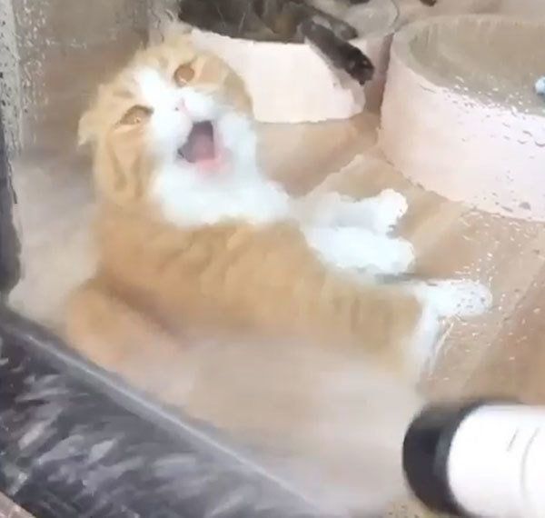 窓際でくつろぐスコティッシュフォールド