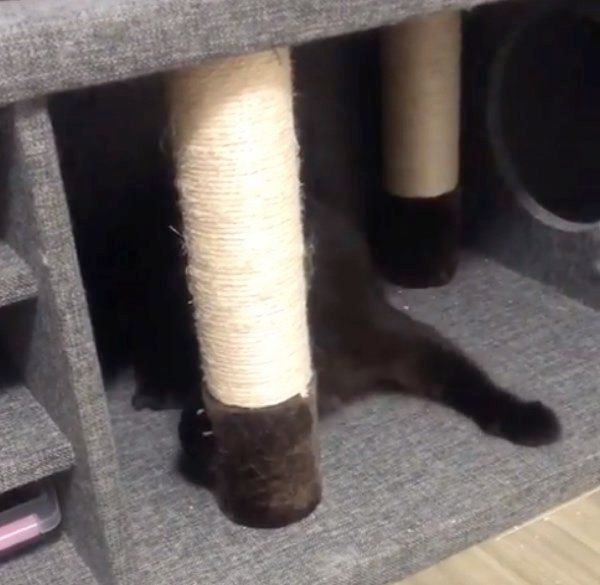 爪をとぐノルウェージャンフォレストキャット