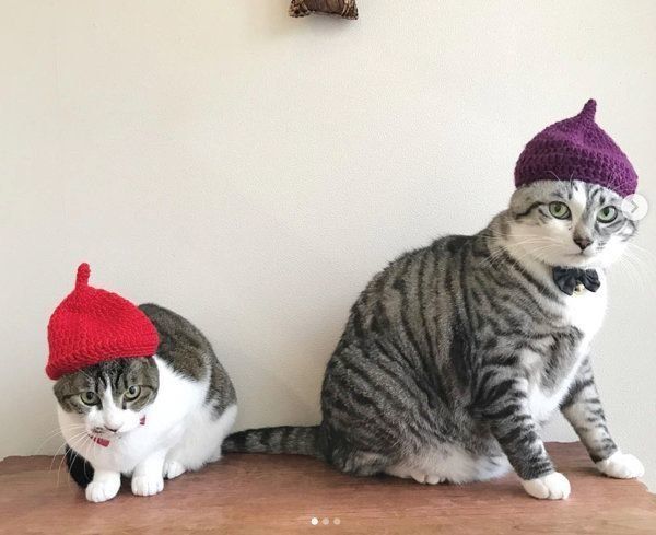 猫のうさこちゃんと春太郎くん