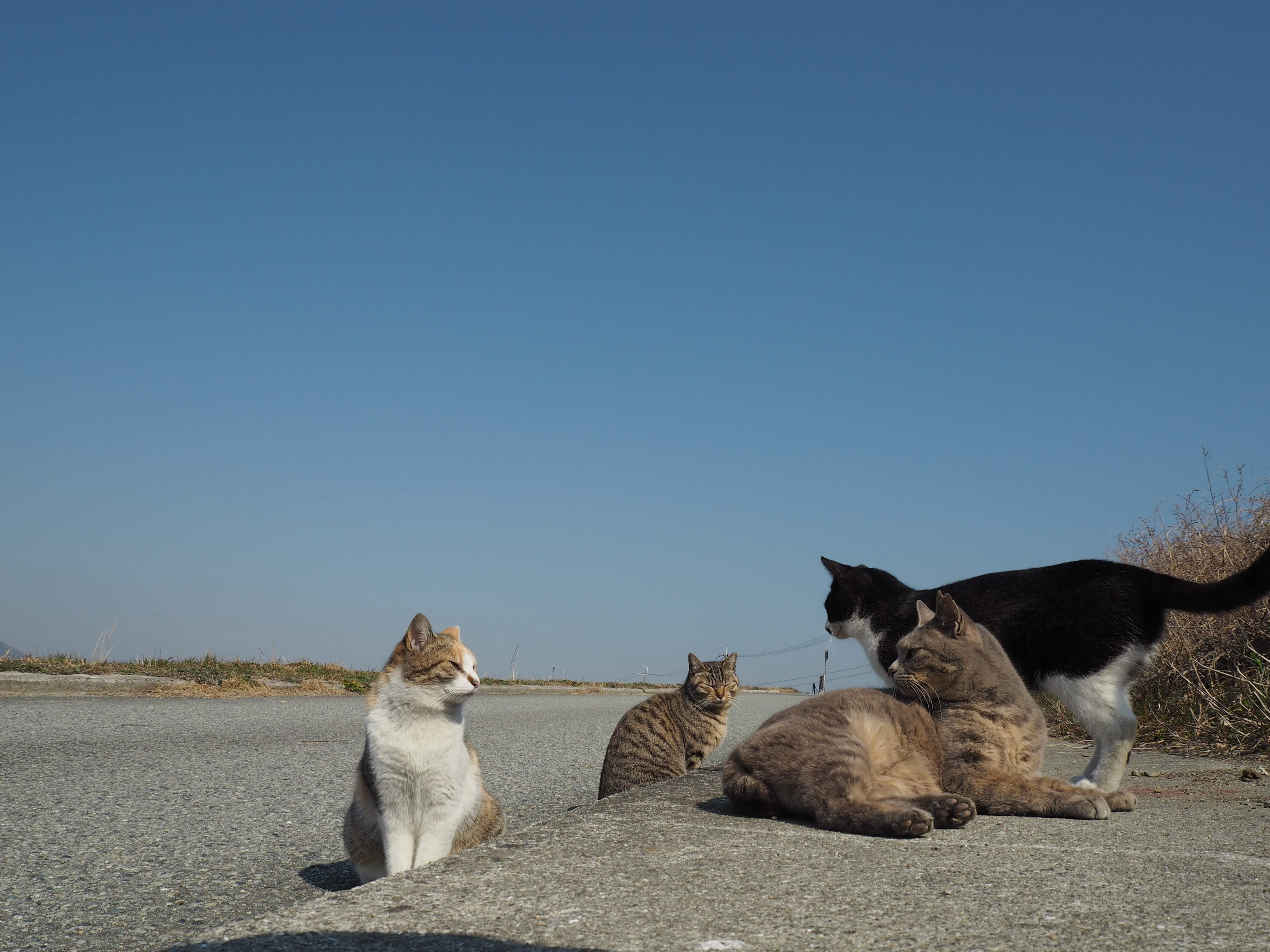 画像提供／猫から目線。