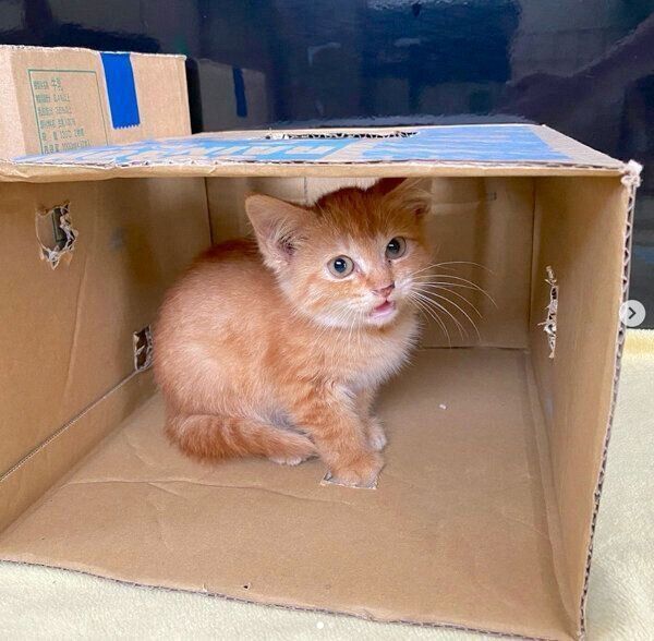 ダンボール箱の中に入る金太郎くん