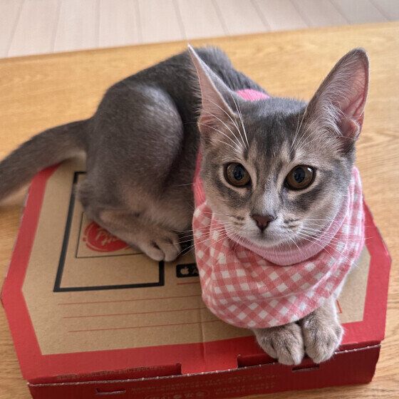 アビシニアンのるりちゃん♪