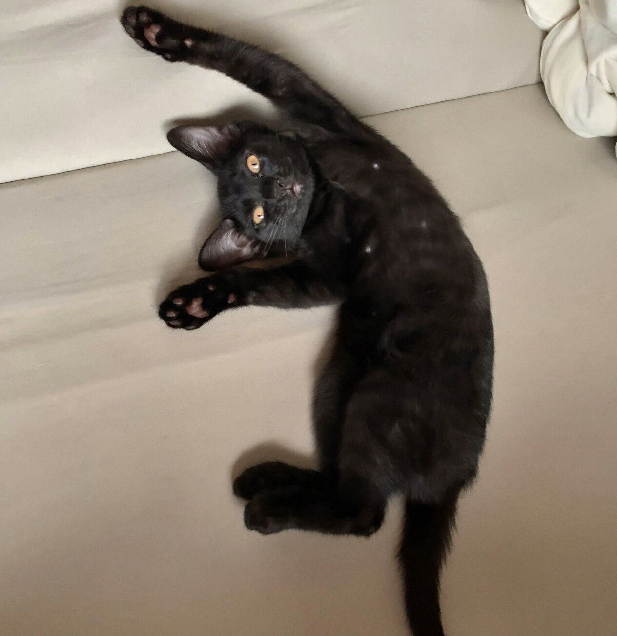 寝転がるいとちゃん