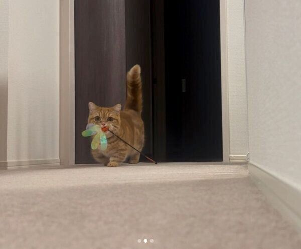 おもちゃを運ぶメリダちゃん