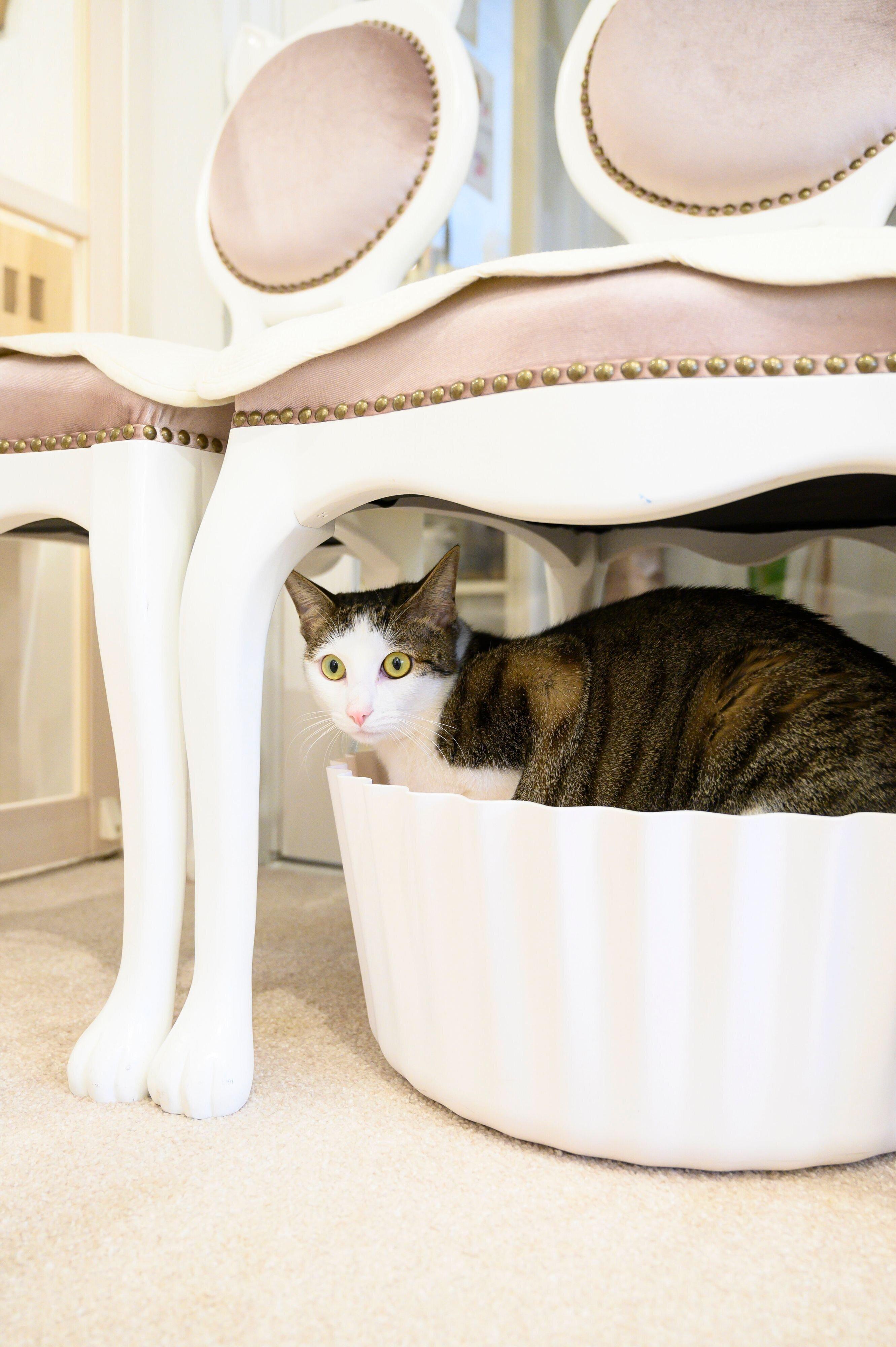 撮影／中川文作