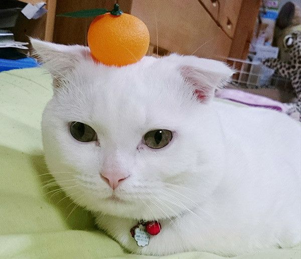みかんを乗せる猫