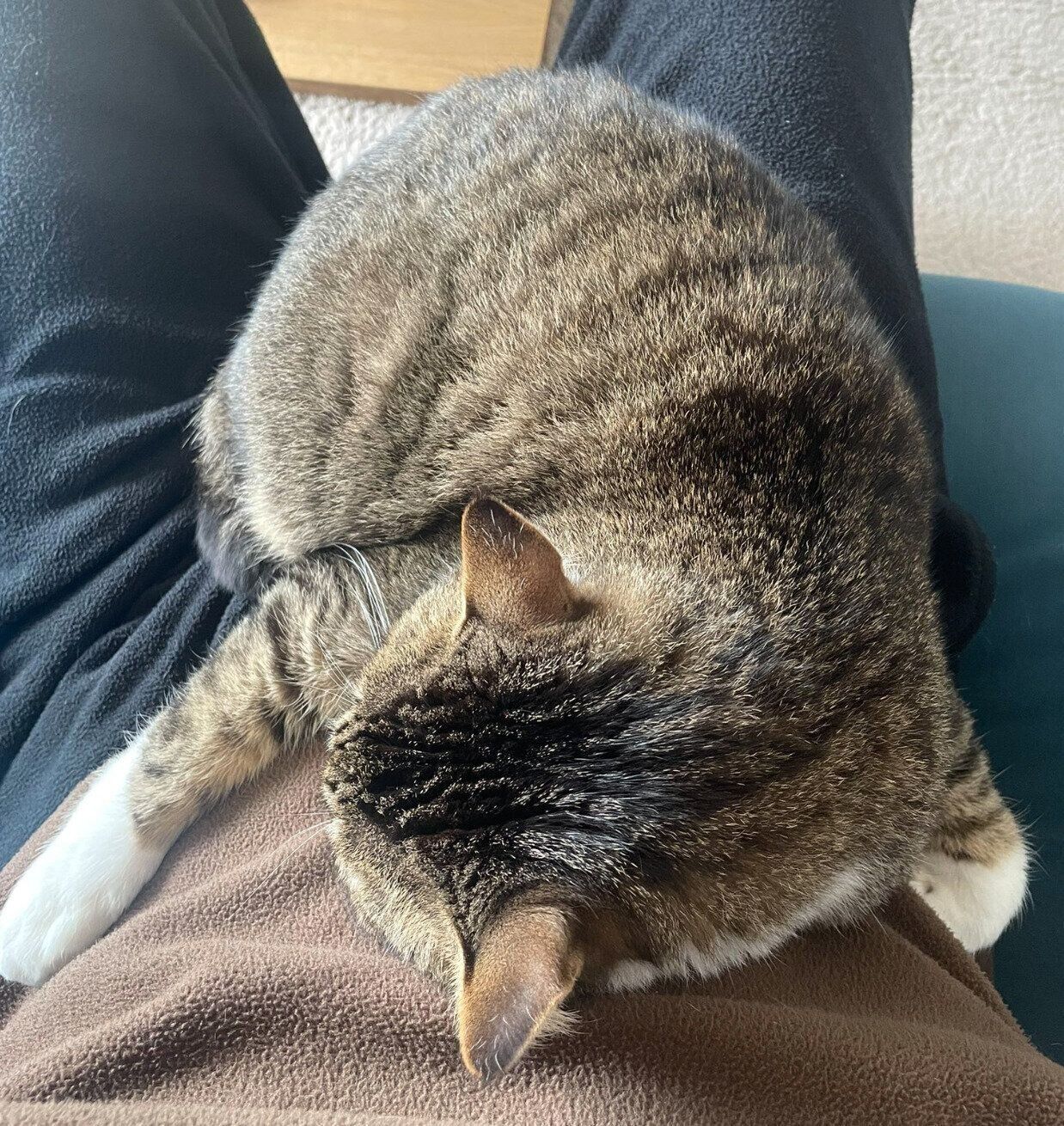 飼い主さんに抱きつくちいまくん