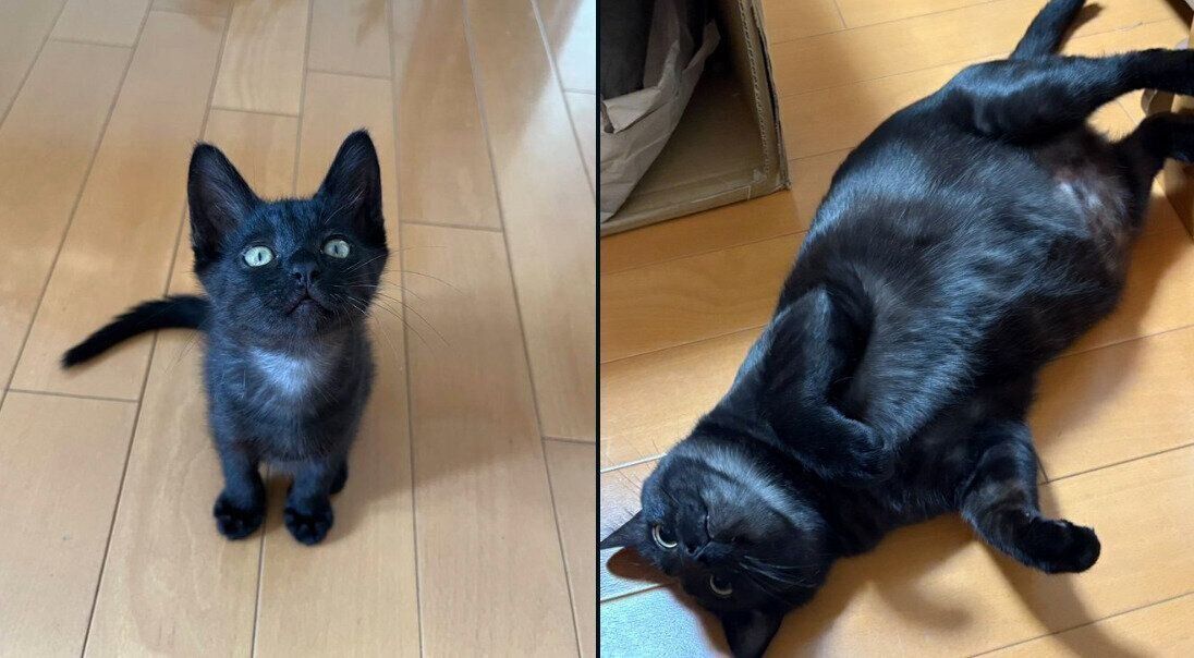 サラミくんの成長ビフォーアフター写真