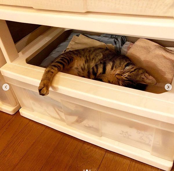 タンスで眠るキジトラ