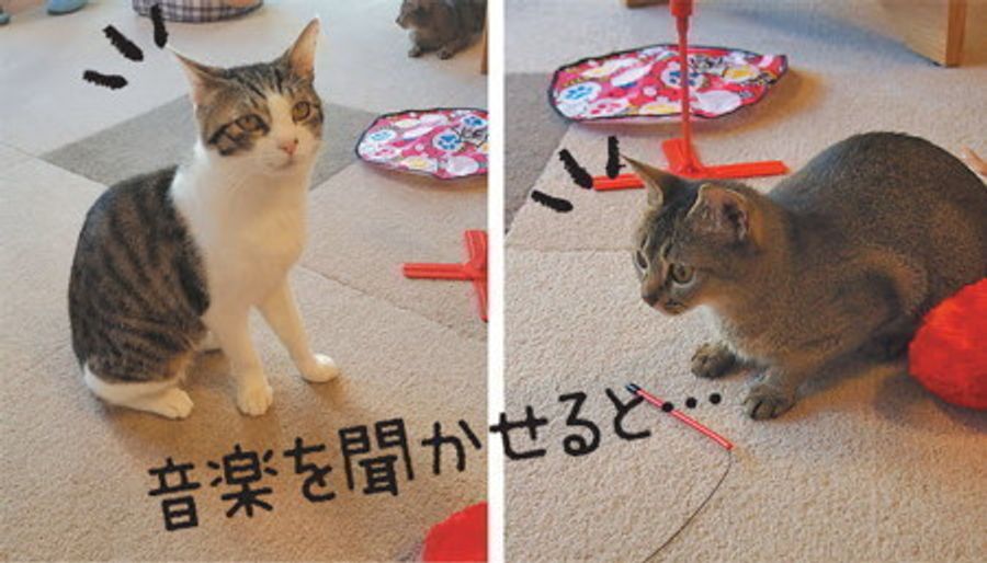 猫と 音 の不思議な関係 猫のリラックス効果を検証してみました ねこのきもちweb Magazine