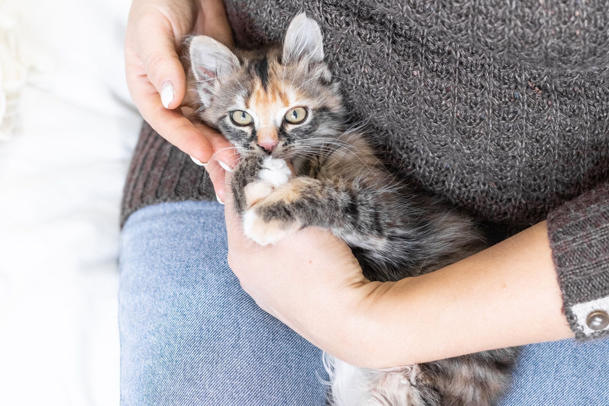 抱っこされる子猫