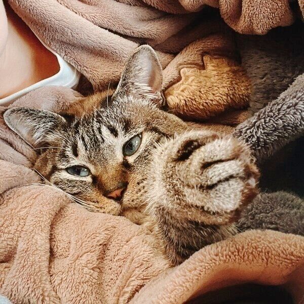 毛布でぬくぬくのモネさん