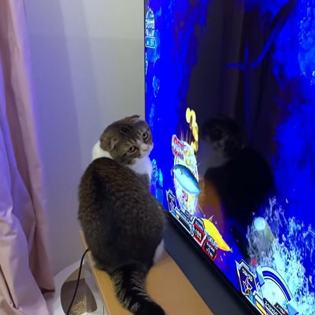 画面に注目しているぽこ太郎ちゃん