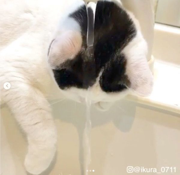 水浴びする猫
