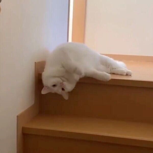 階段からだら〜んと垂れるぺちゃくん