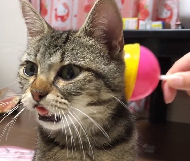 いたずらされる猫