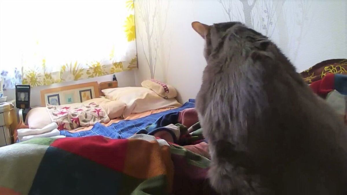 画像／2018年４月号「ちょっとの心がけで、絆はもっと強まる　猫の留守番ビフォーアフターにすること」