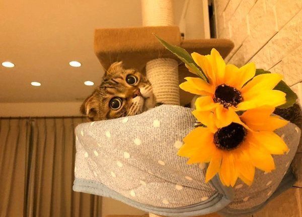 くつろぐスコティッシュフォールド