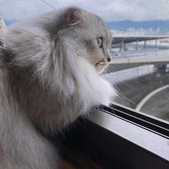 外を眺めるマンチカン