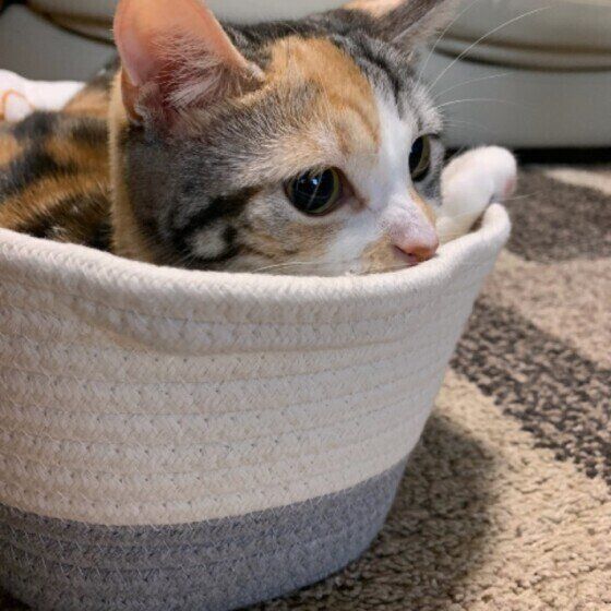 かごに入る猫