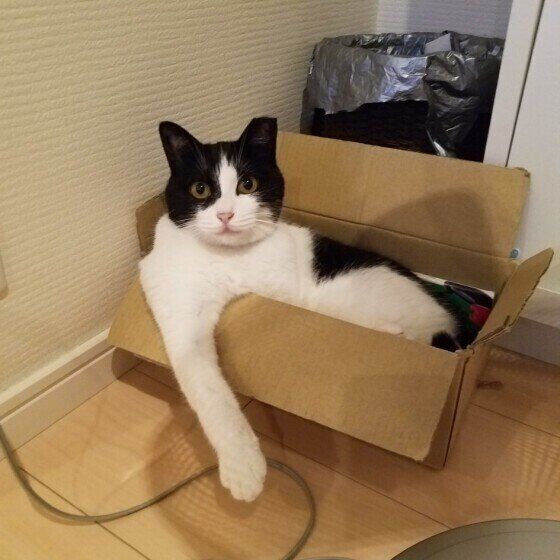 黒白のマロンちゃん