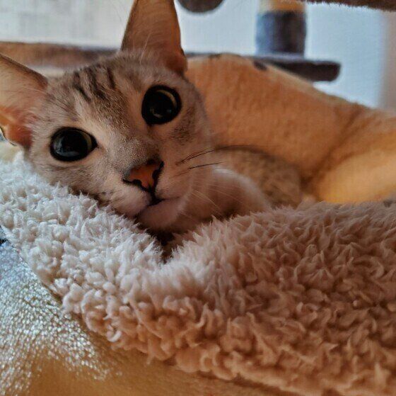 エジプシャンマウのニケちゃん