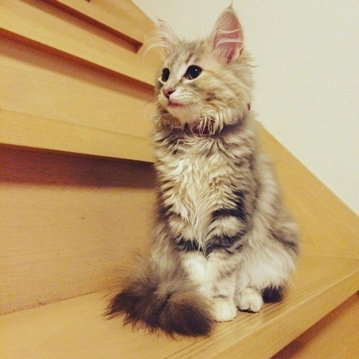 17年 猫の人気品種ランキングtop5 1位はまん丸お目めの ねこのきもちweb Magazine 17年 猫の人気品種ランキングtop5 1位はまん丸お目めの ねこのきもちweb Magazine