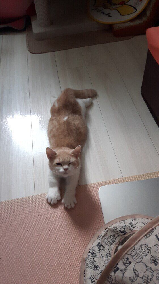 のびするマンチカン