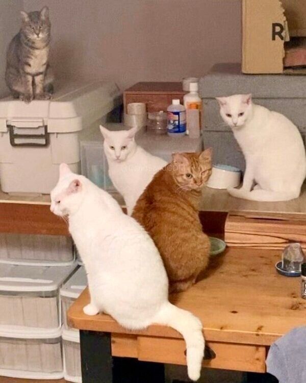 全員集合！現在はまさくんが仲間に加わり、にぎやかな暮らしに