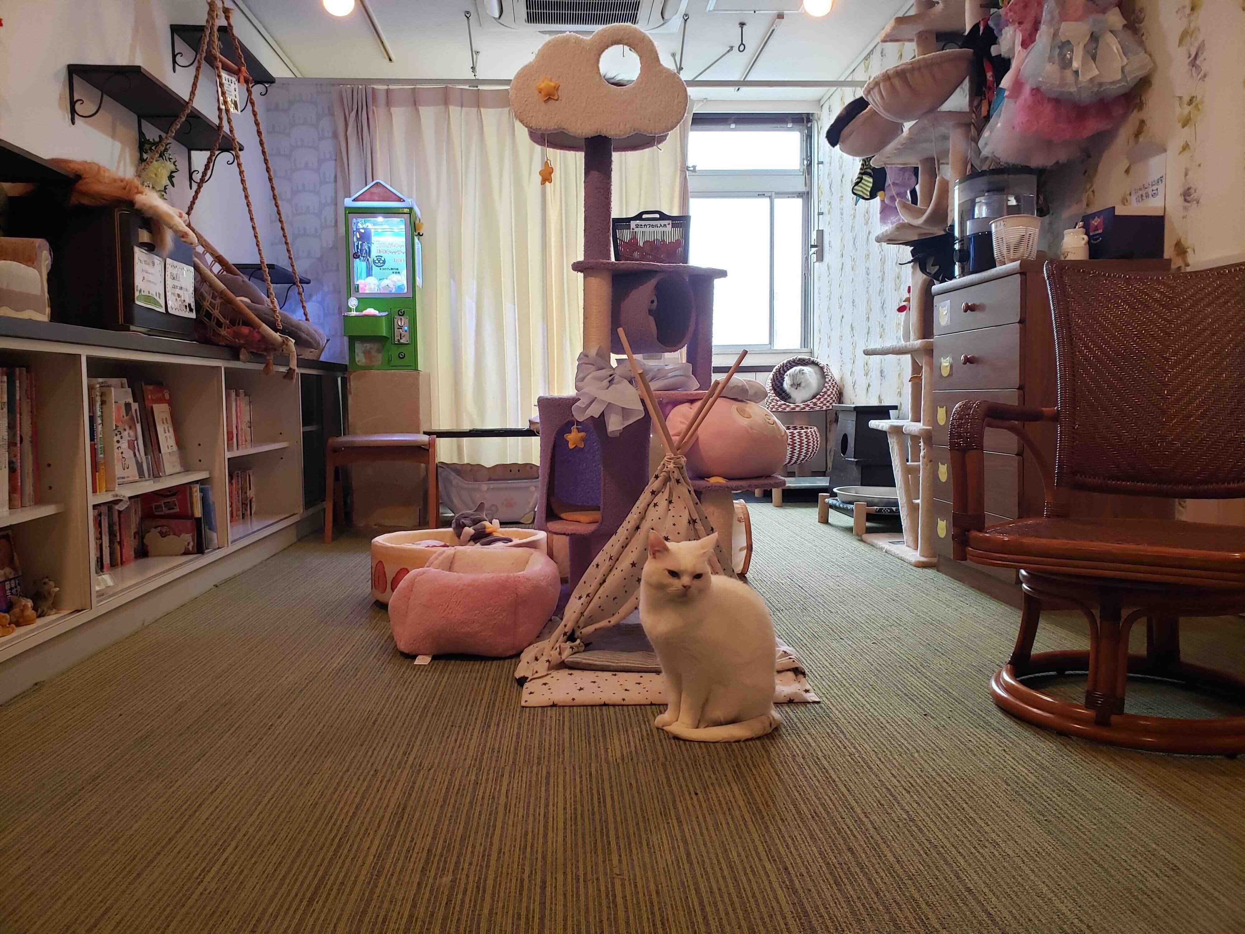 完全貸し切りプライベート空間で客も「猫スタッフ」もゆったり